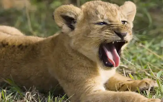 lion, baby, gif, best, pictures, gifs, resolution, 