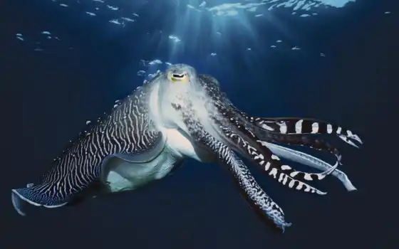 cuttlefish, underwater, осьминог