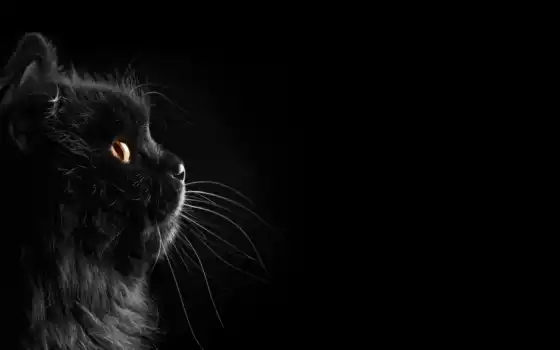 кот, черный, темные, мистер обои, персидский перс, животное