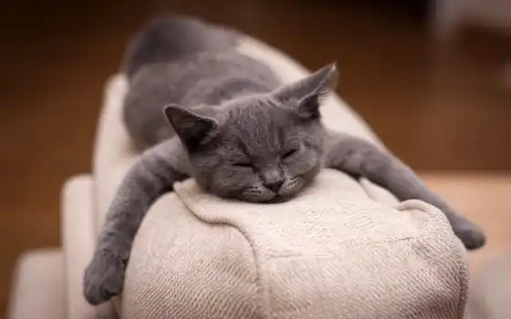 кот, отдых, спит, диван, няша,