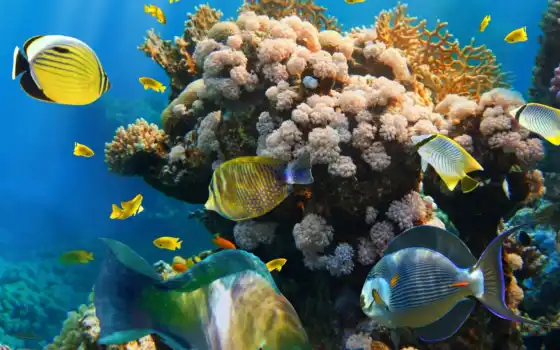 ,, риф, коралловый риф, подводный, coral reef fish, коралловый, рыба, stony coral,
