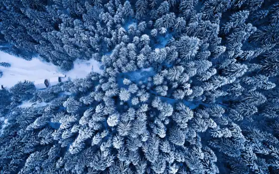 лес, тиснение, зима