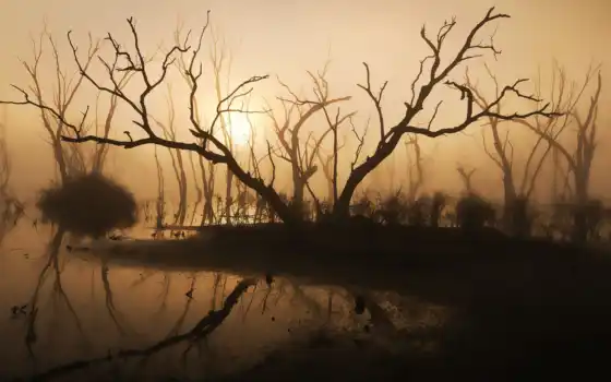 дерево, озеро, туман, утро