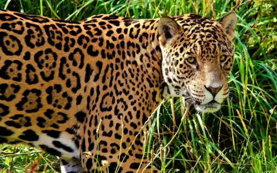 jaguar, твердые, горящие, морда, трава, свиные,