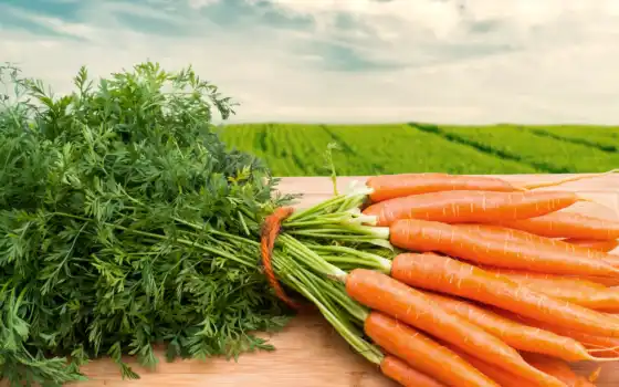 морковь, моркови, производить, еда, ха, 
