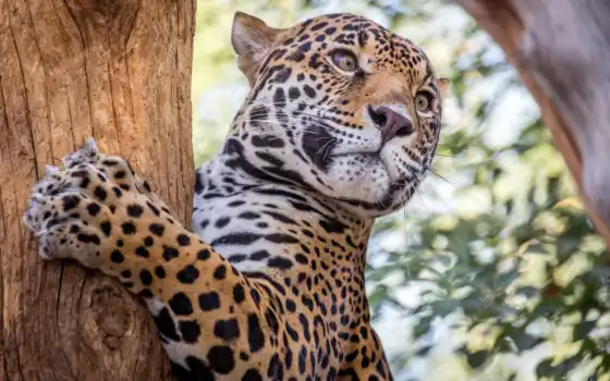 jaguar, мед, декан, морда, животные, корень, гепард,