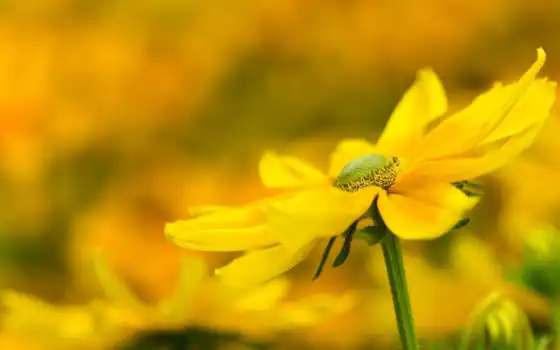 yellow, цветы