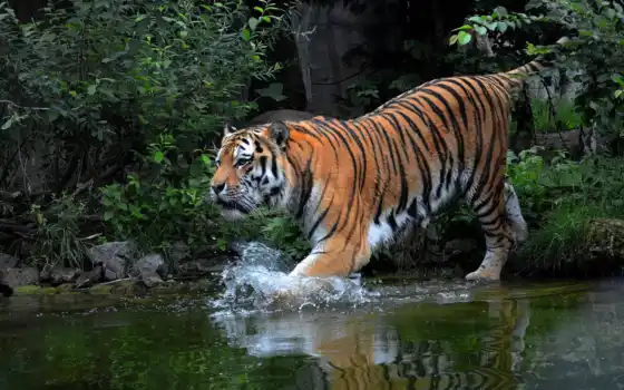 тигр, биг, прогулка, вода, животное