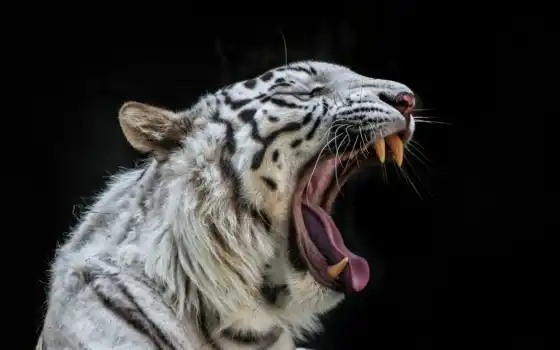 тигр, кот, белый, мелкопитающий, биг, животное, фауна, редкий, живой