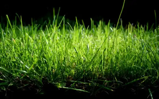 трава, природа, макро, зелёный, pleasant, тона, нежные, 