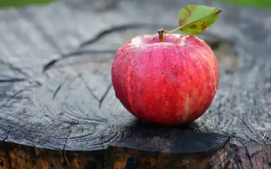 apple, drop, stump, дождь, дерево, red, запах, meal, makryi, лист, summer