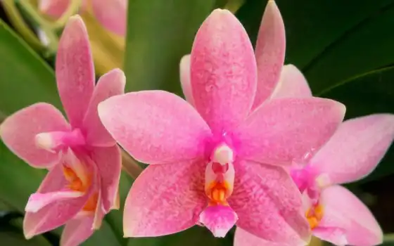 орхидеи, орхидея, цветы, 