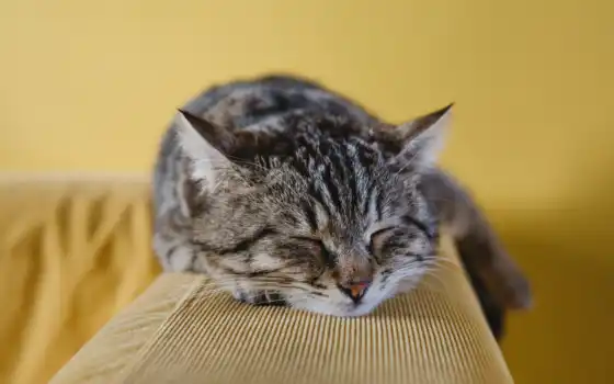 , кот, диван, спит,