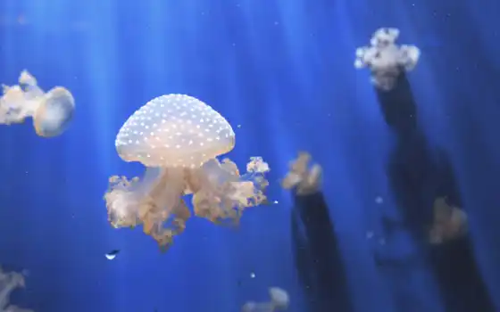 аквариум, plus, jellyfishes, resolutions, free, jellyfish, images, iphone, 