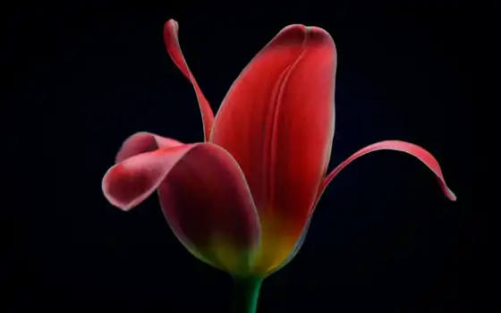fondo, flores, negro, тюльпаны, rojo, flor, cvety, tulipán, макро, черном, 