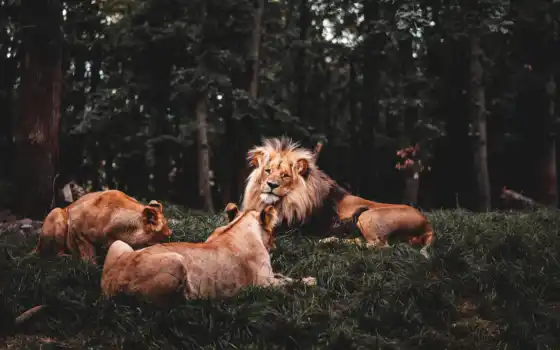 льв, три, животное, вниз, фон, трава, фото, iphone