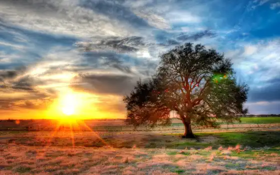 закат, природа, солнце, Техас, дерево, взлет, восход, небо, облако, пейзаж, ферма
