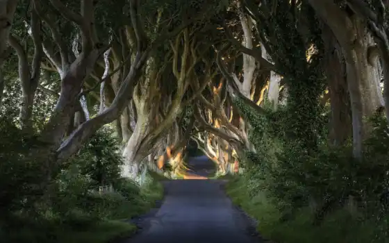ирландия, северная, дерево, эджированье, темнота, трон, дорога, природа, передний план, игра