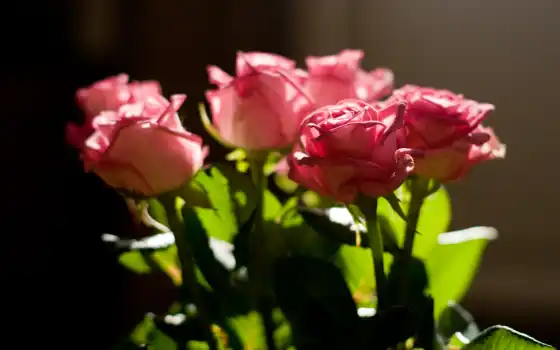 розы, бутоны, 