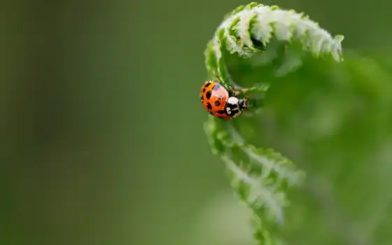 ladybug, verde, mac, planta, inseto, fundo, fond, god, коровка, растение