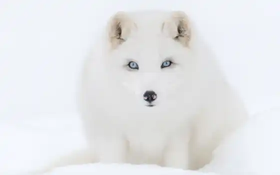 эскимо, собака, канадский