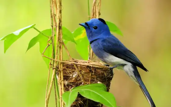 гнезде, птичка, маленькая, синенькая, синяя, птицы, 