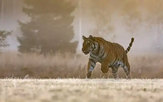 тигр, кот, природа, прогулка, глаз, смотреть, black, зелёный, wild, sign, бенгальский