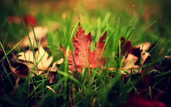 трава, листва, осень, макро, лист, капли, зелёный, природа, капельки, картинка, 