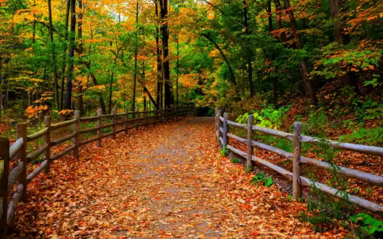 осень, забор, park, scenery, листья, trees, природа, дорога