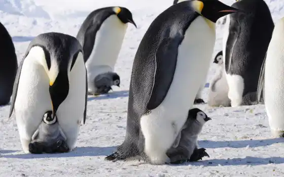 пингвин, животное, император, птица, детеныш, лидер, снег, антарктида