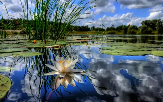 лилия, вода, пруд, природа, отражение, цветы