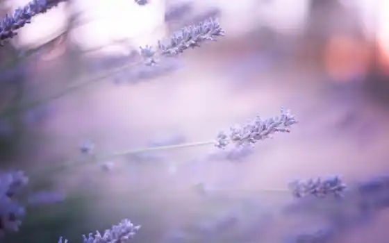 lavender, цветы, сиреневые, размытость, 