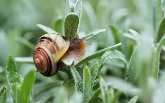 shell, snail, макро, fondos, imágenes, 