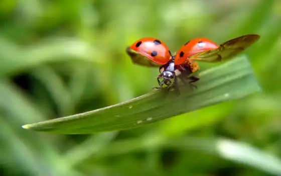ladybug, flames, fire, ultraslo, flying, цветные, фотошопики, 