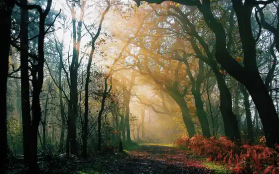 лес, утро, деревья, свет, взгляд, осень, дорога, природа, 