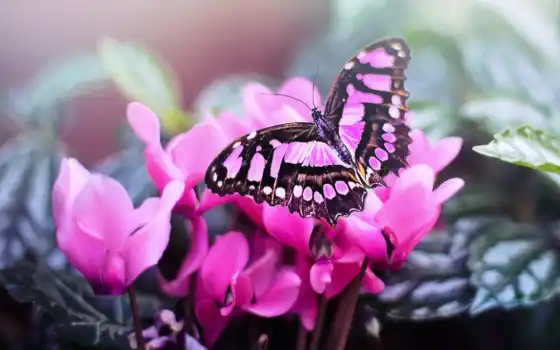 rosa, gratis, pixabay, schmetterling, картины, bilder, mariposa, borboleta, imágenes, fotos, 