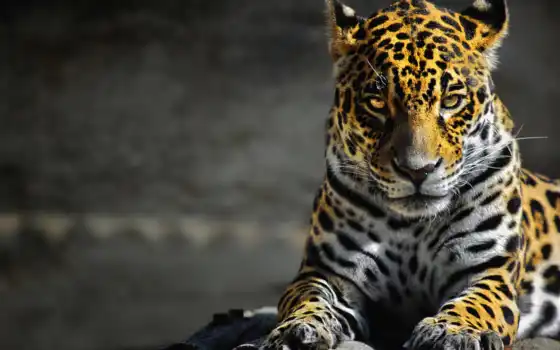 кот, леопард, животное, ягуар, биг, бакенбарды, тигр, живые, фауна, млекопитающие