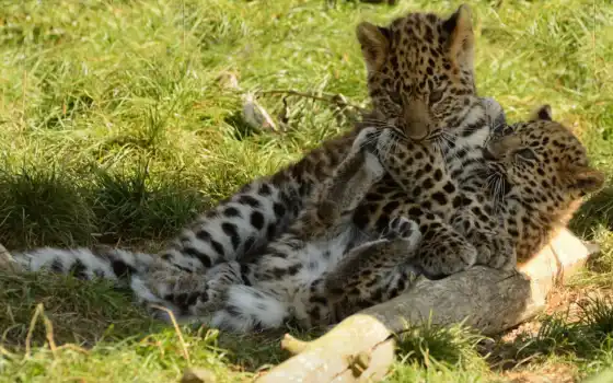 леопарды, фото, обои, красивые, хищные, котята, об