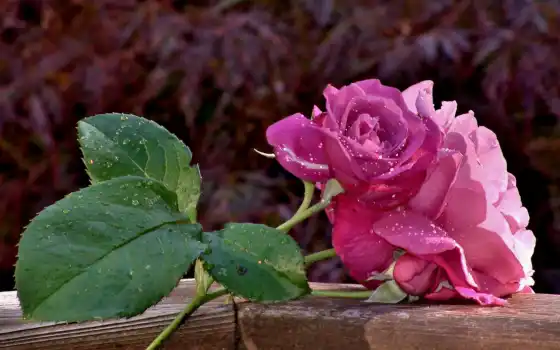 rosas, цвет, розы, fotos, цвета, пара, флоры, compartir, красочные, фиолетовые,