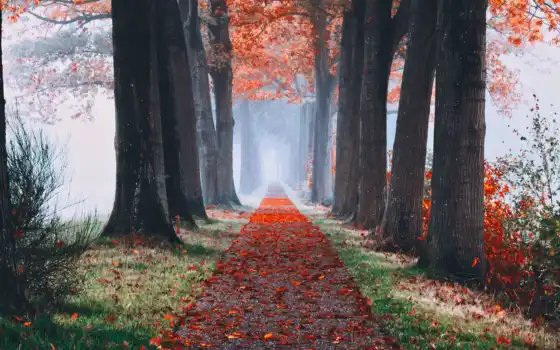 осень, permission, аллея, деревья