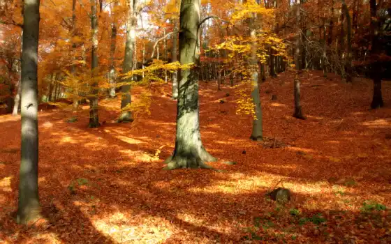 осенень, осень, лес, парк, деревя, деревянный,