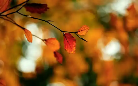осень, branch, макро, листва, devushki, губы, блики, осенняя, расширение, природа, 
