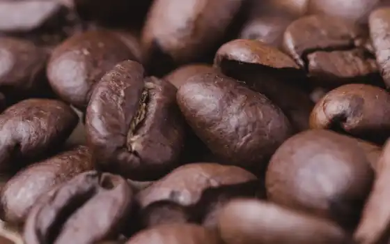 coffee, bean, браун, растение, white, chocolate, во, еда, дневной