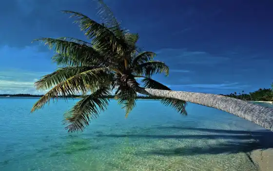 семя, пальма, море