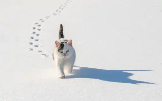 кот, снег, днепр, прогулка, погода