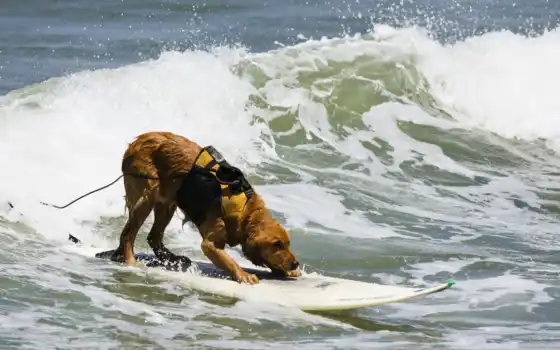 собаки, золотистый, ретривера, собака, сёрфинг, июня, фотография, английского, 