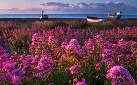 море, цветы, небо, лодки, природа, марта, весна, трава, берег, 
