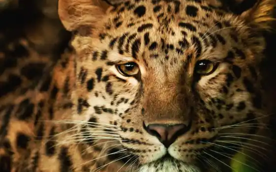 леопард, морда, леопарды, хищник, взгляд, пушистый, 