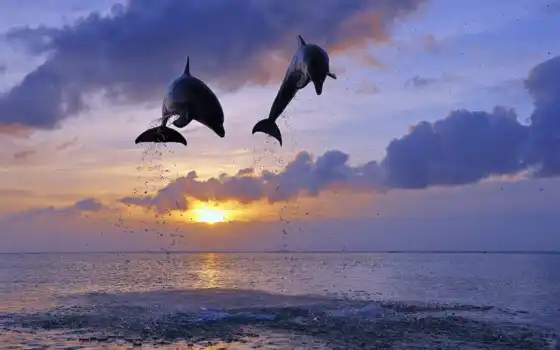 дельфина, два, прыжок