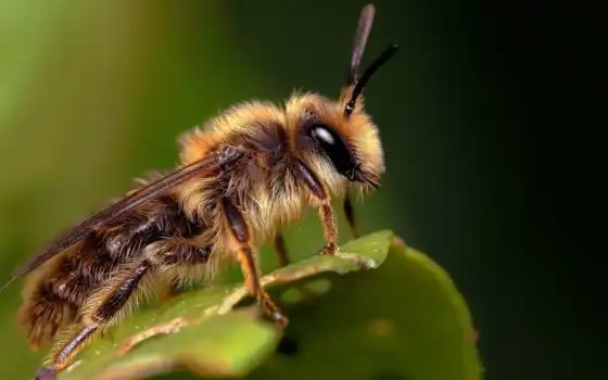 пчелка, лист, насекомое